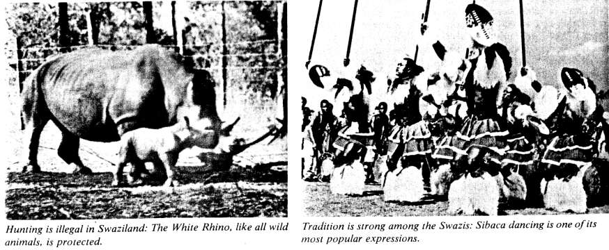 Hunting is illegal in Swaziland: The White Rhino, like all wild animals, is protected.  Tradition is strong among the Swazis: Sibaca dancing is one of its most popular expressions