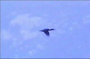 The Freedom Bird, A Poem by Prem Rawat - Aviator