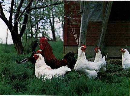 And It Is Divine magazine