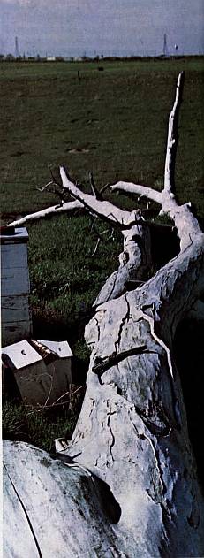 And It Is Divine magazine