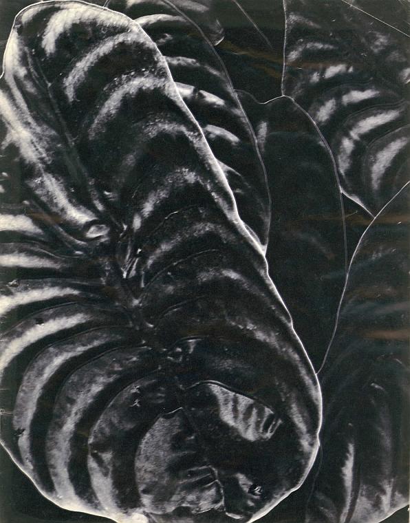 And It Is Divine magazine