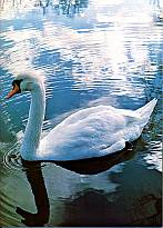 And It Is Divine magazine