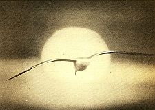 Divine Times magazine