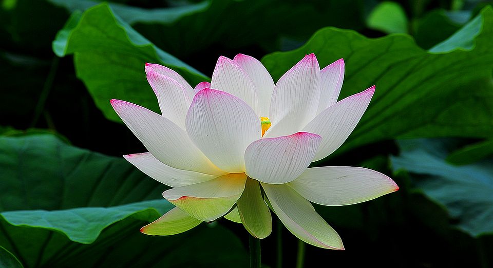 Sacred Lotus Flower