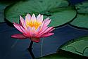 Sacred Lotus Flower